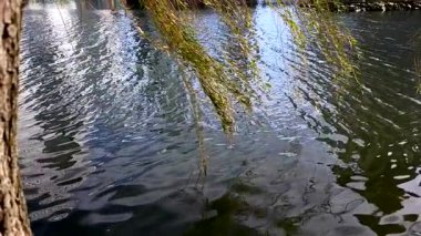 Güzel göl manzarası