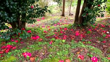 Baharda bahçenin güzel çiçekleri
