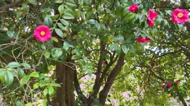 Güzel botanik fotoğrafı, doğal duvar kağıdı.