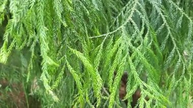 Ormanda yeşil yapraklar