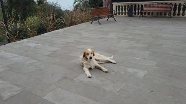 Köpek parkta yerde yatıyor.