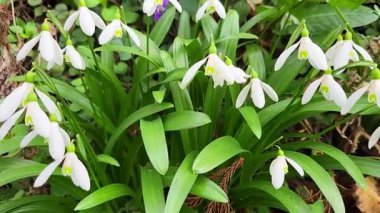 Beyaz arkaplanda güzel kar damlaları