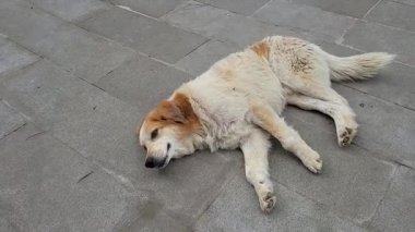 Köpek yerde yatıyor.