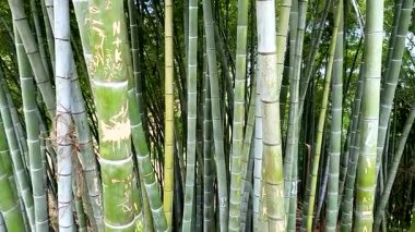 Yeşil bambu ormanları