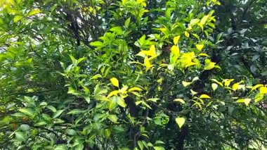 Bahçede yeşil yapraklar