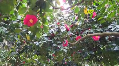 Güzel botanik fotoğrafı, doğal duvar kağıdı.