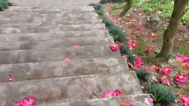 Güzel botanik fotoğrafı, doğal duvar kağıdı.