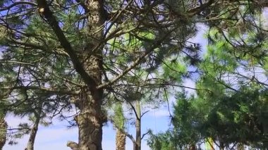 Ormanda yeşil ağaçlar