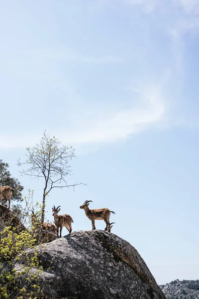 Chèvres Sauvages Dans Parc Naturel Pedriza Madrid Espagne — Photo