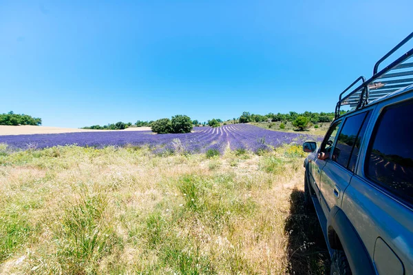 Spain Escamilla Lavender Field Morning — Stock Photo, Image