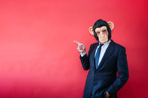 가리키는 원숭이가 사업가 — 스톡 사진
