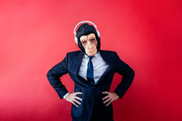 Бізнесмен Мавпці Дивиться Камеру Навушниками — стокове фото