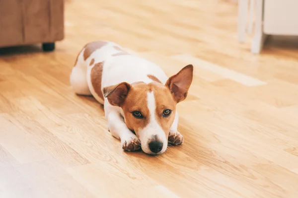 The dog at home — Stock Photo, Image