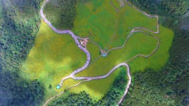 Meksika ayçiçeği topl görünümü. Doi mae u Khor.Mae hong Son.Thailand.Unseen.