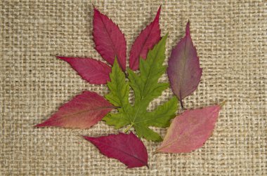 bir kırmızı bir yeşil yaprakları ve çuval bezi üzerinde