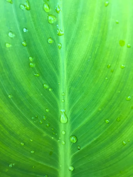 Arka planda yeşil yaprak ile su damlaları