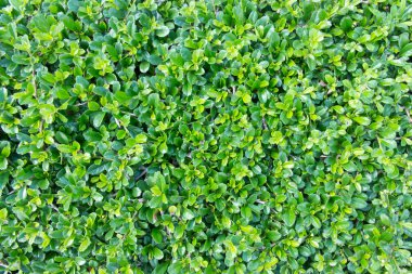 Arka bahçedeki küçük yeşil çimen