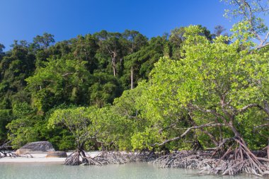 Mangrov kıyı ve mavi gökyüzü üzerinde