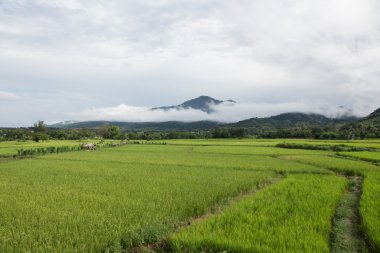 Pirinç alan dağ ve clound arka planda.