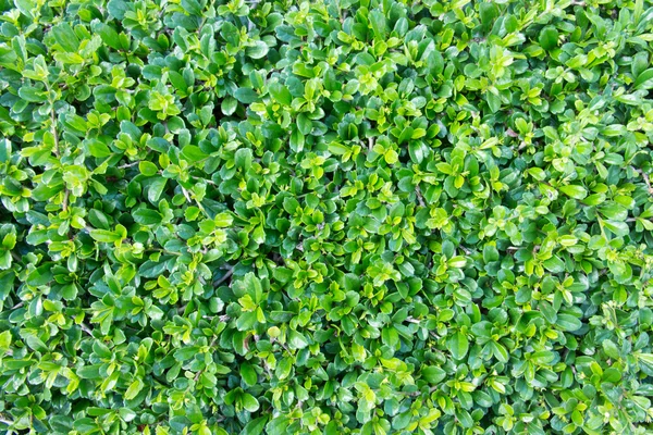 Arka bahçedeki küçük yeşil çimen