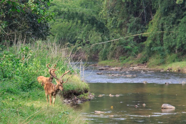 Nehrin yanında ormanda geyik