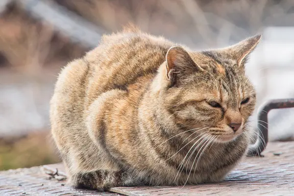 Oturan brown şişman kedi