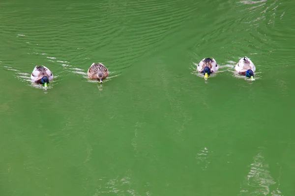 Güzel nehirde Yüzme ördekler