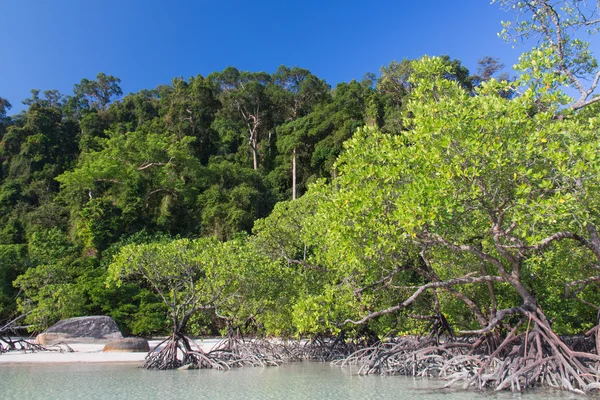 Mangrov kıyı ve mavi gökyüzü üzerinde