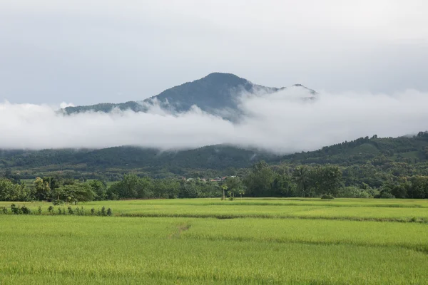 Pirinç alan dağ ve clound arka planda.