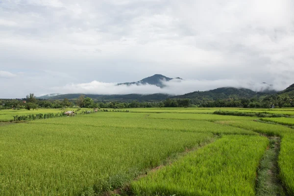 Pirinç alan dağ ve clound arka planda.