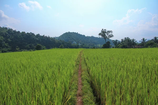 Pirinç alan arka planda dağ ve mavi gökyüzü ile