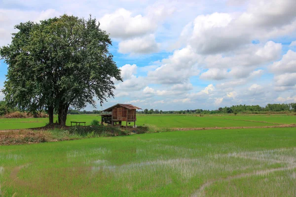 Pirinç alan küçük ev ve ağaç