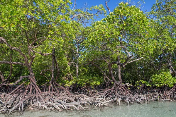 Mangrove am Ufer und blauer Himmel Stockfoto