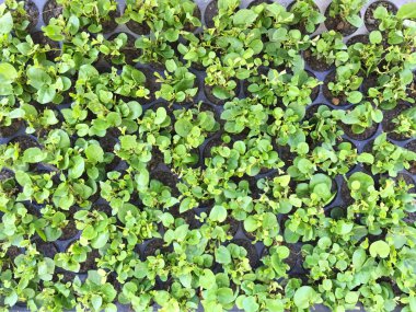 Plastik palet siyah kir dikim büyüme lahanası