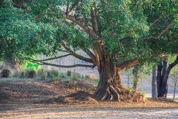 Büyük yeşil ağaç altında vahşi geyik