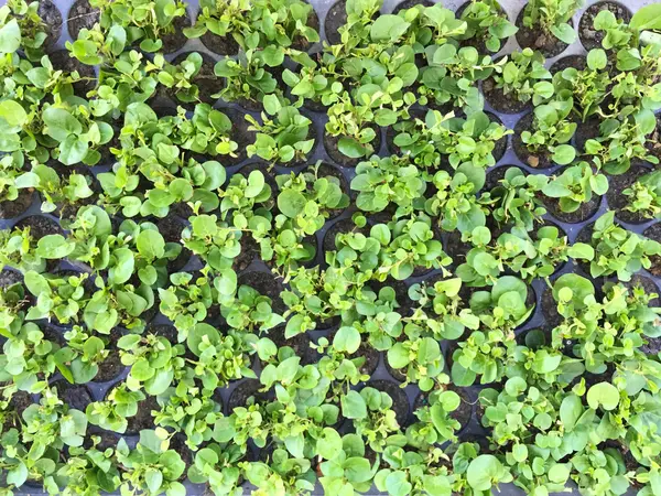 Plastik palet siyah kir dikim büyüme lahanası