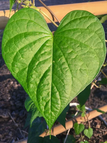 Yeşil yaprak kalp şeklinde bahçede