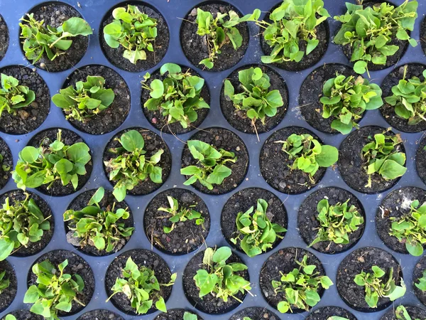 Plastik palet siyah kir dikim lahanası