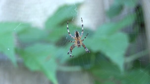 Araña en una telaraña, Viento — Vídeo de stock