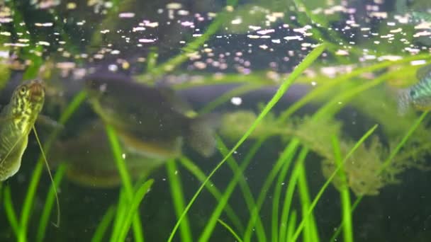 Trichogaster fiskfoder i akvarium — Stockvideo