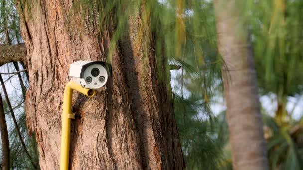 감시 카메라가 나무 위에 설치되어 있다 — 비디오