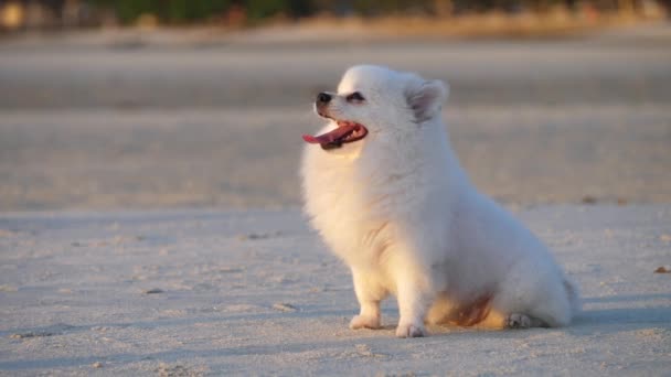 Cão branco bocejo na praia arenosa — Vídeo de Stock