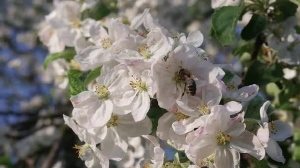 Abelha recolhe néctar em flor da árvore da maçã — Vídeo de Stock