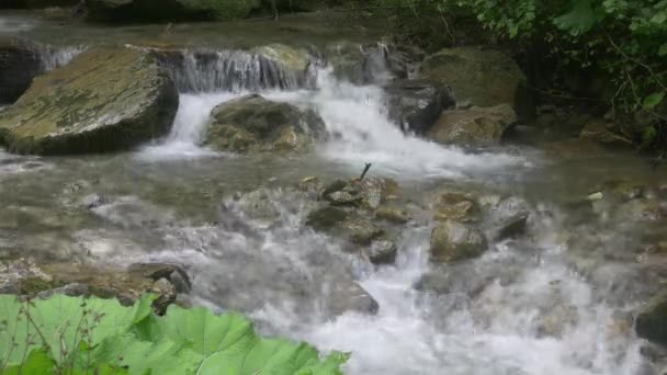 Ruisseau de montagne en forêt verte — Video