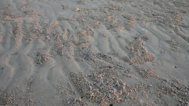Равлик на піщаному пляжі біля води моря або океану — стокове відео