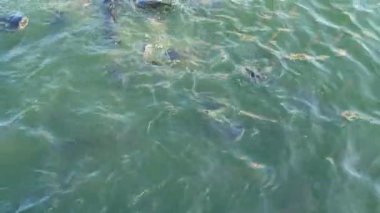 Birçok yayın balığı kamu parkında çok çamurlu su yüzeyinden beslenir.