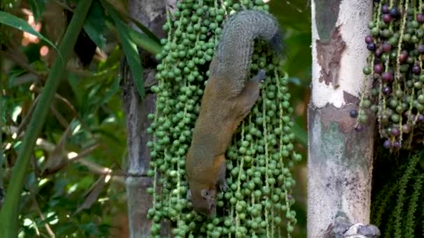 Écureuil gris roux grimpe à l'arbre à la recherche de nourriture — Video