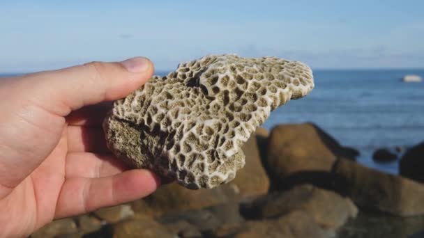 Biologisk oceanograf hand hålla döda korall polyp på stranden — Stockvideo