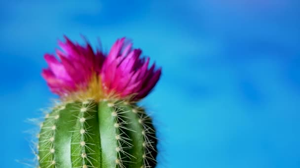 Cactus vert sur fond bleu — Video