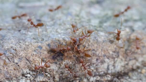 Ant workers in colony on stone — Stock Video